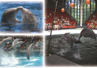 TOUR TO VARNA - DOLPHIN SHOW 0
